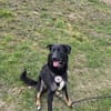 Dora sucht ihre Menschen💕🍀🐾