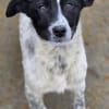 Samra sucht liebevolles Zuhause (I)