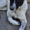Samra sucht liebevolles Zuhause (I)