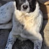 Samra sucht liebevolles Zuhause (I)