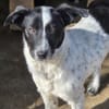 Samra sucht liebevolles Zuhause (I)