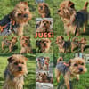 Jussi ist klug und möchte gefallen