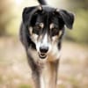 CAMEO -wahrer Sonnenschein-