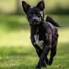 KNÖPPI -rundum tolles Hundekind-