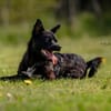 KNÖPPI -rundum tolles Hundekind-