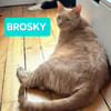 BROSKY