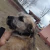 Horacy