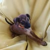 NEYA, CHIOT FEMELLE BERGER CRÉOLE