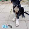 Milo