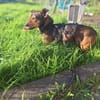 liebevoller Timmy sucht seine Familie 🍀