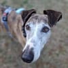 Jupiter - Traumgalgo sucht Traumzuhause