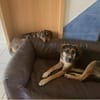 Traumhund Goofy sucht sein Zuhause