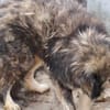 Yamka - sucht dringend ein Zuhause