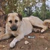 MAEL