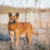Mila - Seniorin sucht Streichler