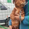 Yogi, Herzchen möchte ein schönes Leben