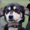 Marlin - kinderlieber, zarter Jungrüde
