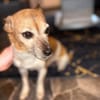 Bella - ist nähebedürftig