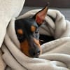 Bandit - freundlich&charmant