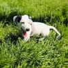 Calimero sucht ein Zuhause