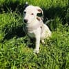 Calimero sucht ein Zuhause