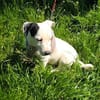 Calimero sucht ein Zuhause