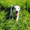 Calimero sucht ein Zuhause