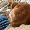 Mogli (mecho) m ~ 6 Jahre sucht Balkon