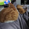 Mogli (mecho) m ~ 6 Jahre sucht Balkon