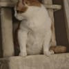 Mogli (mecho) m ~ 6 Jahre sucht Balkon