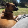 Moritz - aktiver Rüde sucht Kuschelkorb