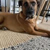 Moritz - aktiver Rüde sucht Kuschelkorb