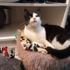 Zoe sucht ihren Kuschelplatz