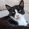 Alvira ein freundliches Katzenmädel