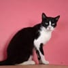 Alvira ein freundliches Katzenmädel