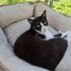 Alvira ein freundliches Katzenmädel