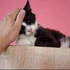 Alvira ein freundliches Katzenmädel