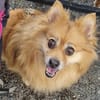 Spitz-Hündin NELLI sucht ihr Zuhause