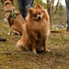 Spitz-Hündin NELLI sucht ihr Zuhause