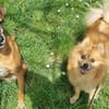 Spitz-Hündin NELLI sucht ihr Zuhause