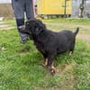 Hazel - verschmust u. lieb