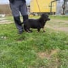 Hazel - verschmust u. lieb