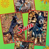 Rüde Sam auf PS in 90571