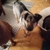 Liebe Hundeomi KATE sucht ♥