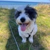 Wuscheldame Cybill 5j sucht ihr Zuhause