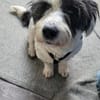 Wuscheldame Cybill 5j sucht ihr Zuhause
