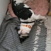 Wuscheldame Cybill 5j sucht ihr Zuhause
