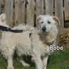 BOBO