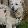 BOBO