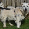 BOBO